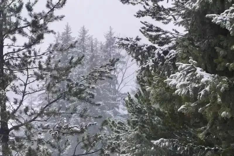 Snow falling through a ponderosa pine forest